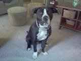 NWR hoping to get a new pup