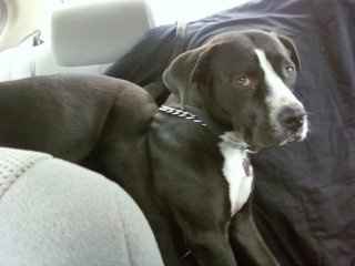 NWR hoping to get a new pup