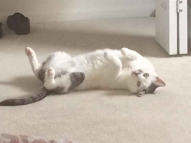 Show me your Furbabies!