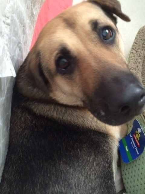 Show me your Furbabies!