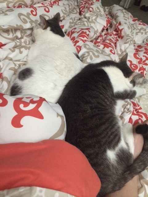 Show me your Furbabies!