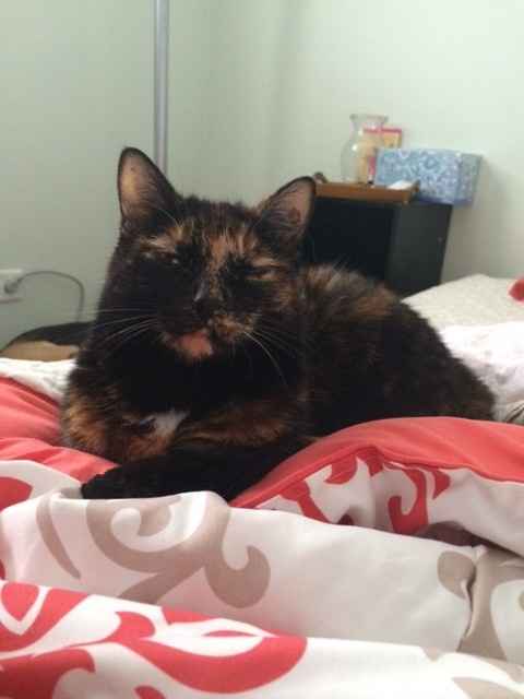 Show me your Furbabies!