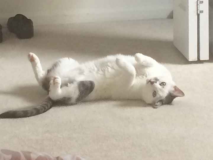 Spinoff - Cat wedding!