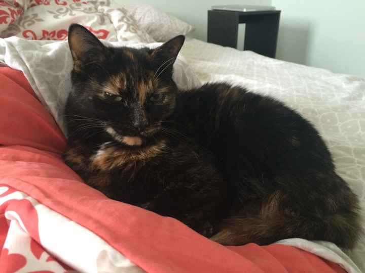 Spinoff - Cat wedding!