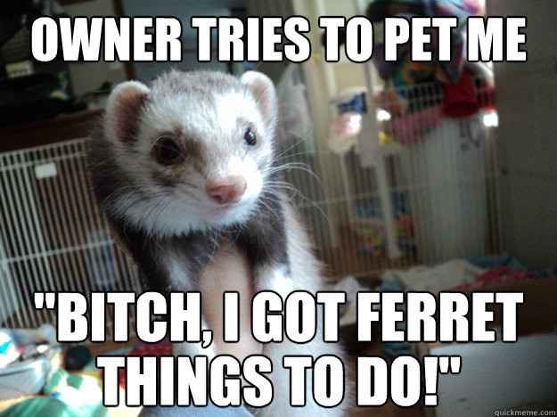 NWR: does anyone own ferrets?