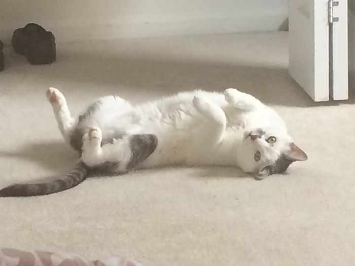 Spinoff - Cat wedding!