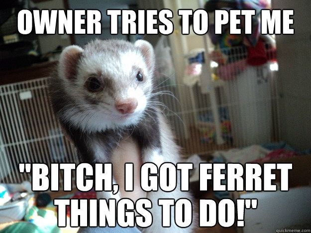 NWR: does anyone own ferrets?
