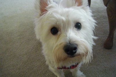 NWR: Lets see our pets!!