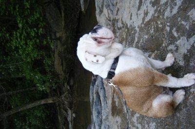 *NWR* Show me your pets/animals! *PICS*