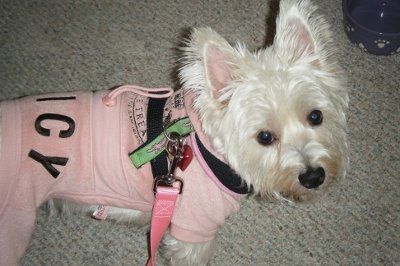 *NWR* Show me your pets/animals! *PICS*