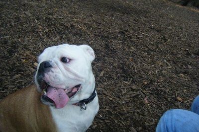 NWR: Show off your fur baby!