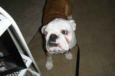 NWR: Lets see our pets!!