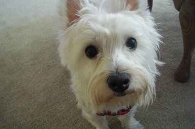 NWR: Lets see our pets!!