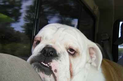 *NWR* Show me your pets/animals! *PICS*