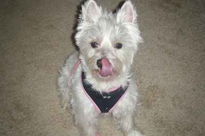 NWR: Show off your fur baby!