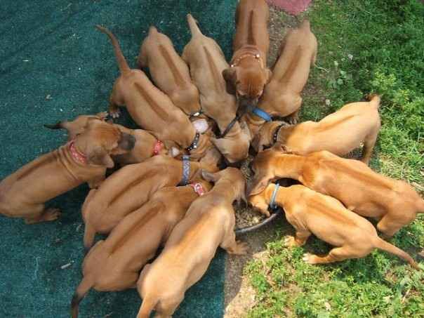 your fur babies baby pics- share'em if you got'em