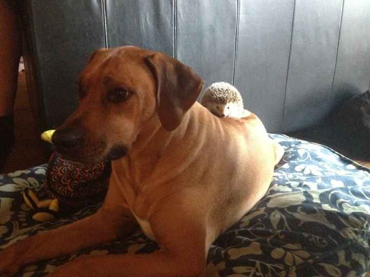 your fur babies baby pics- share'em if you got'em