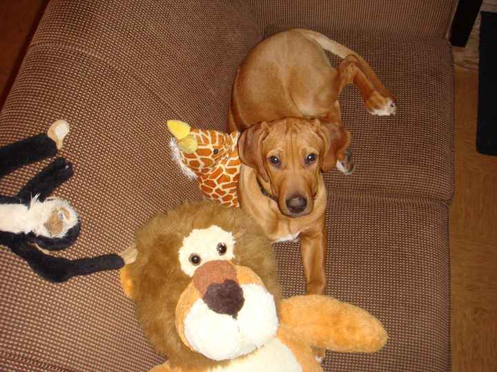 your fur babies baby pics- share'em if you got'em