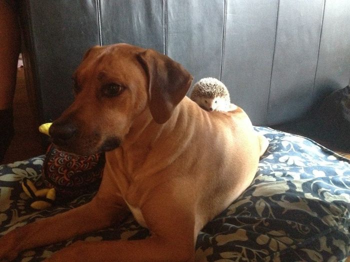 your fur babies baby pics- share'em if you got'em