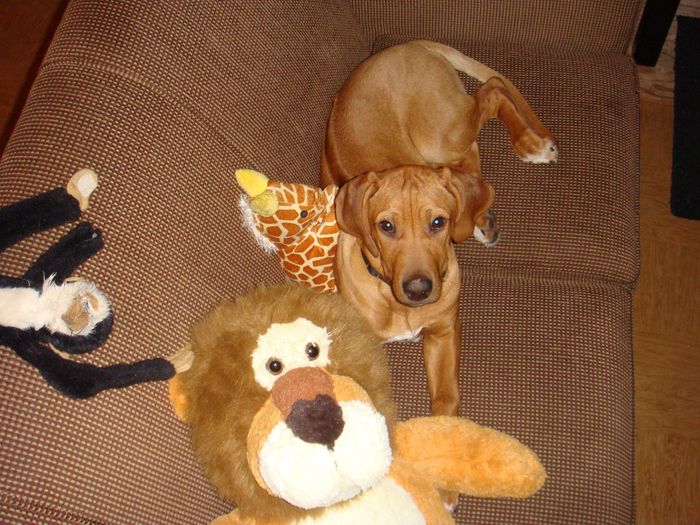 your fur babies baby pics- share'em if you got'em