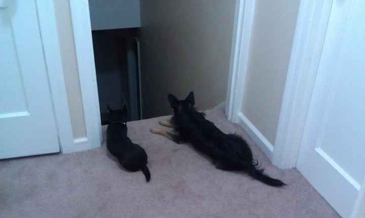 Let's see some FUR babies!