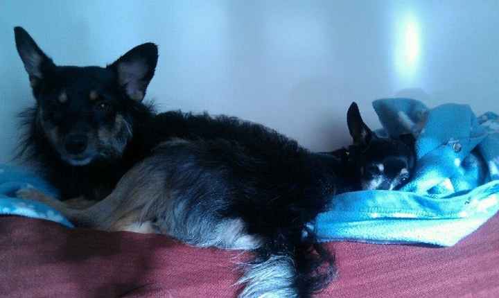 Let's see some FUR babies!