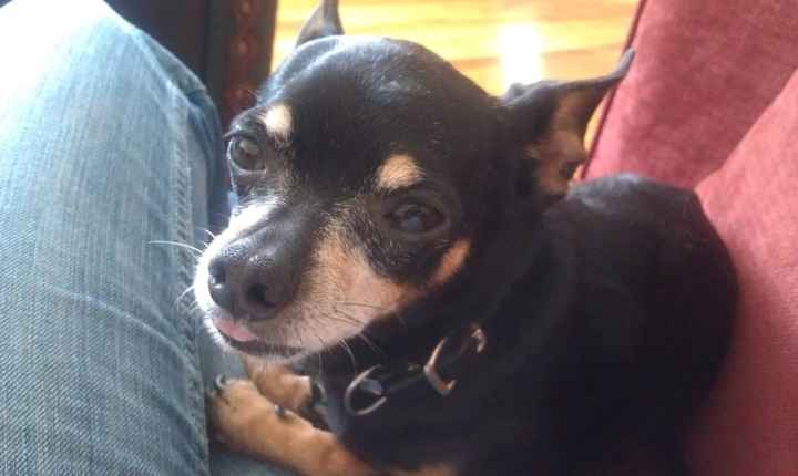 Keeping my mind of my wedding...Show me your dog:)!!**Pics