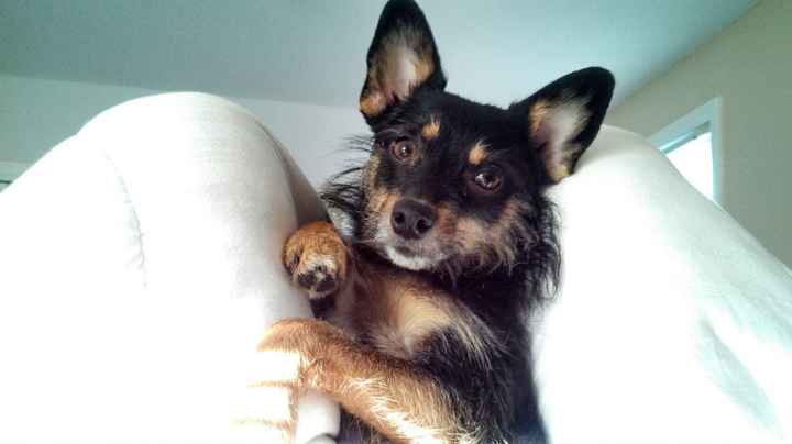 Keeping my mind of my wedding...Show me your dog:)!!**Pics