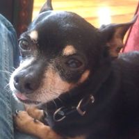 Keeping my mind of my wedding...Show me your dog:)!!**Pics