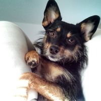 Keeping my mind of my wedding...Show me your dog:)!!**Pics