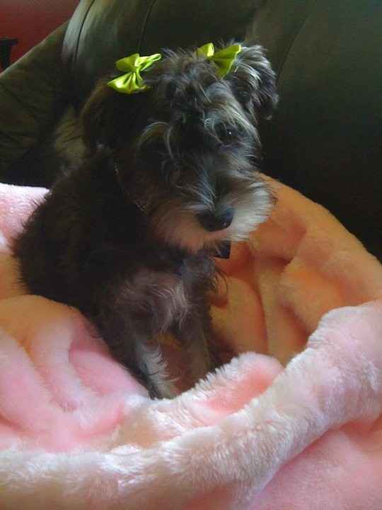 Since we are getting to know each other and everyone LOVES their fur babies!