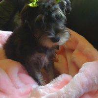 Since we are getting to know each other and everyone LOVES their fur babies!