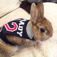 Nwr- show me your fur babies