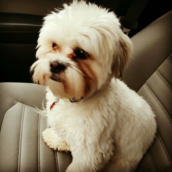 NWR: Puppies and fur babies!