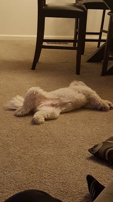 How did your pet "help"?