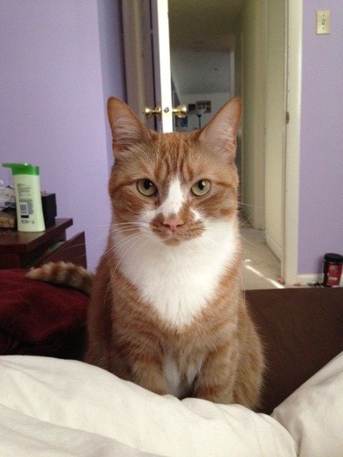 NWR:  Feline Friday :)