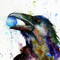 Raven