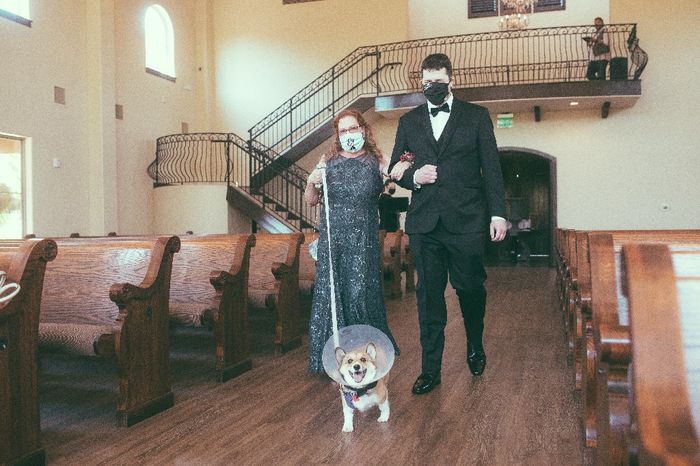 Including dogs in your wedding day 3