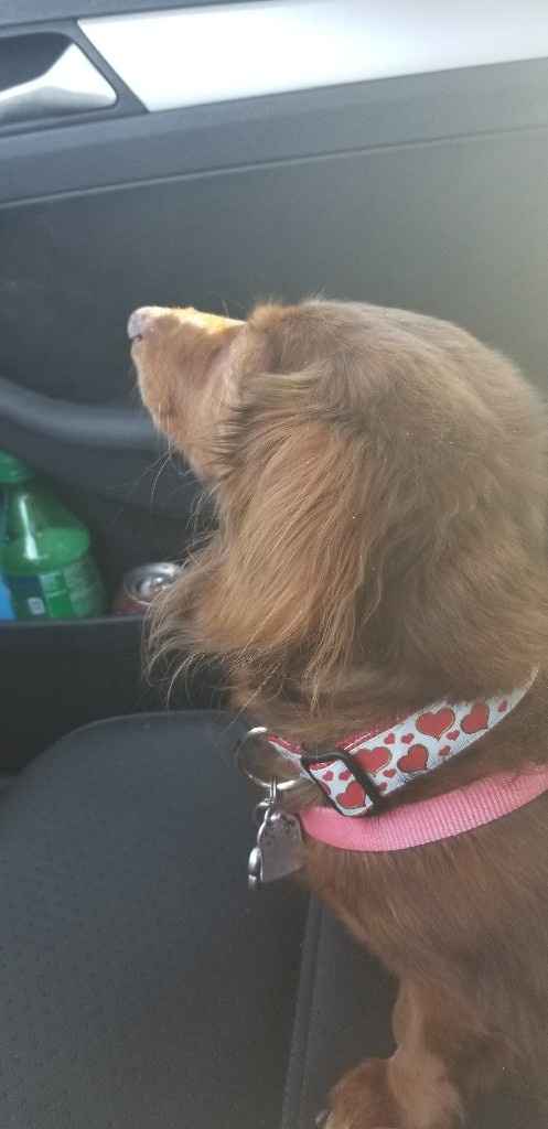 Show me your fur babies! - 1