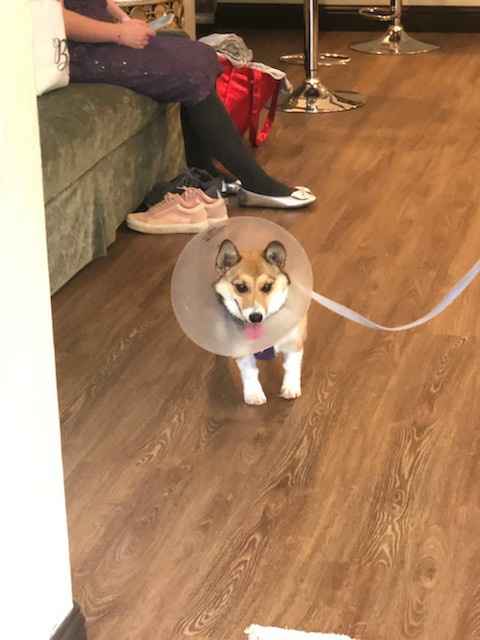 Sick dog. Post pretty things? - 2