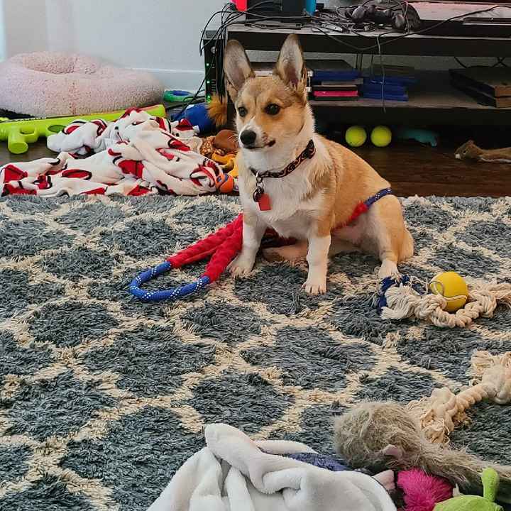 Let's see your fur babies!! - 3