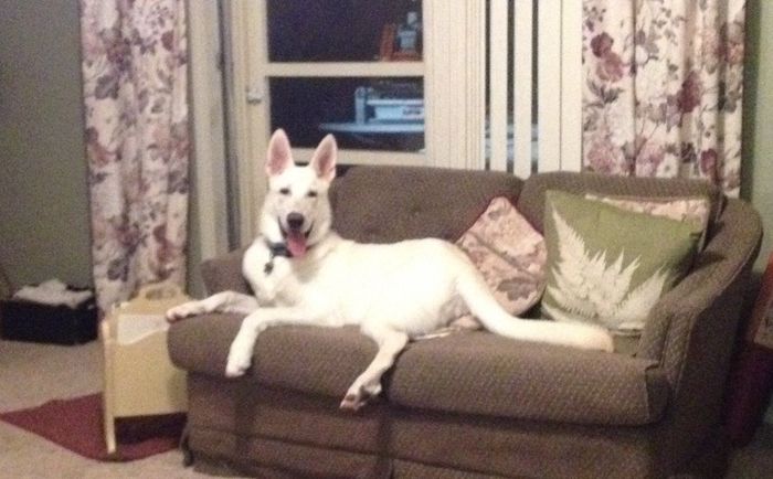 Got a new puppy, lets see a pic of your pets