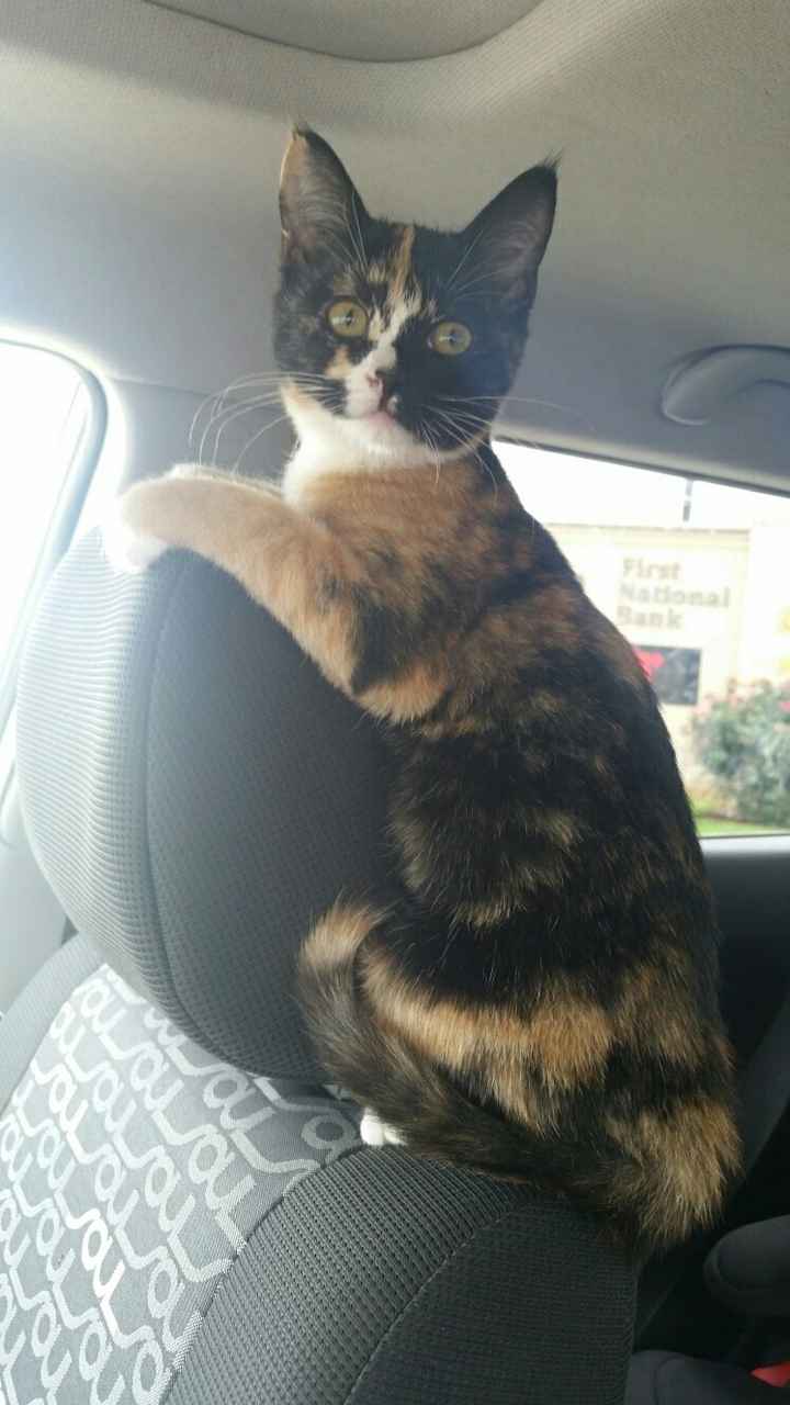 Paging all animal lovers