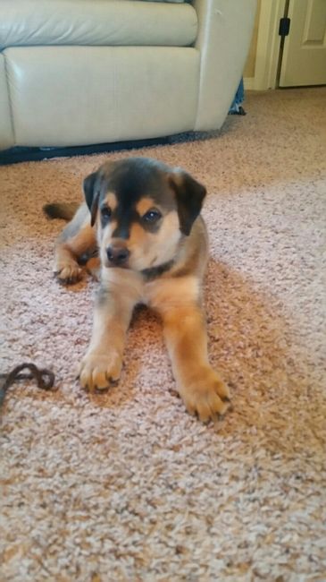 NWR-puppy help!!!!