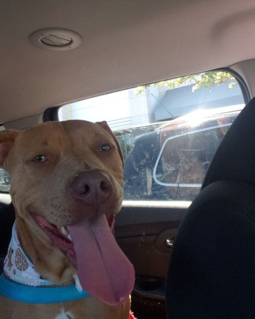 Thinking about including our furbabies 7