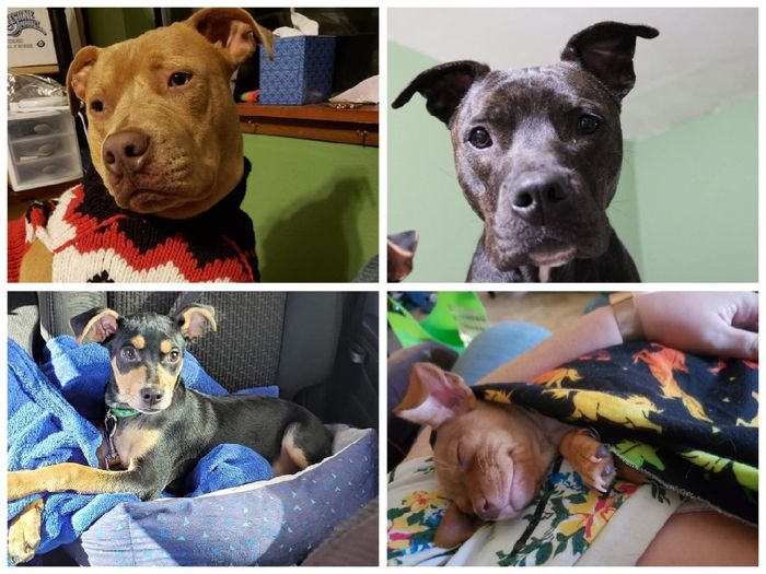 Show me your fur babies you and your SO have together! 33