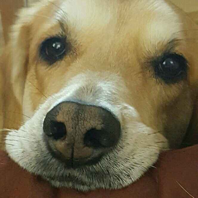 NWR: My pup thinks she's people. She's right. Show me your "people pups!"