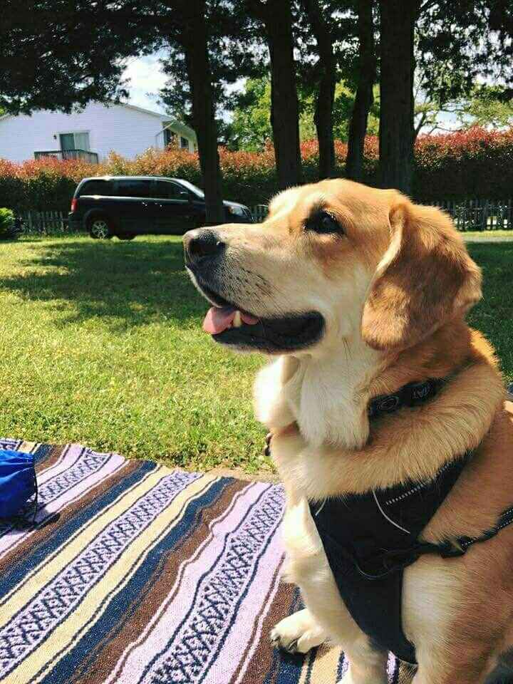 NWR:  Show me your fur babies!