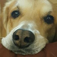 NWR: My pup thinks she's people. She's right. Show me your "people pups!"