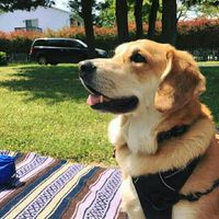 NWR:  Show me your fur babies!